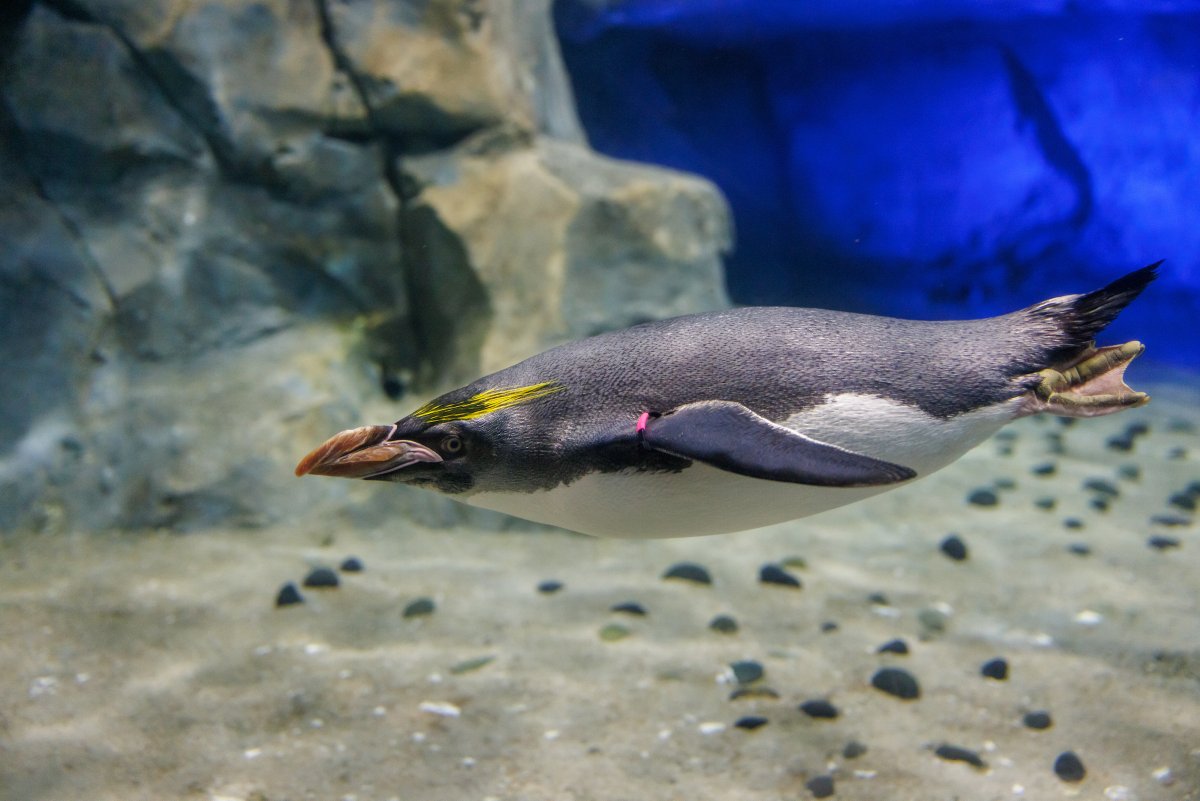 🐧 Please note: Penguins' Rock will be closed on Wednesday, March 26 for routine exhibit maintenance + preparation for this year's nesting season.