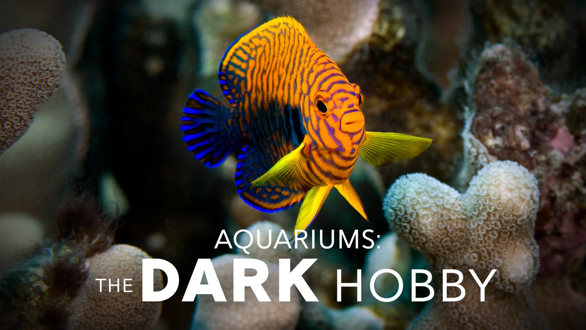 Aquariums: The Dark Hobby tweet media