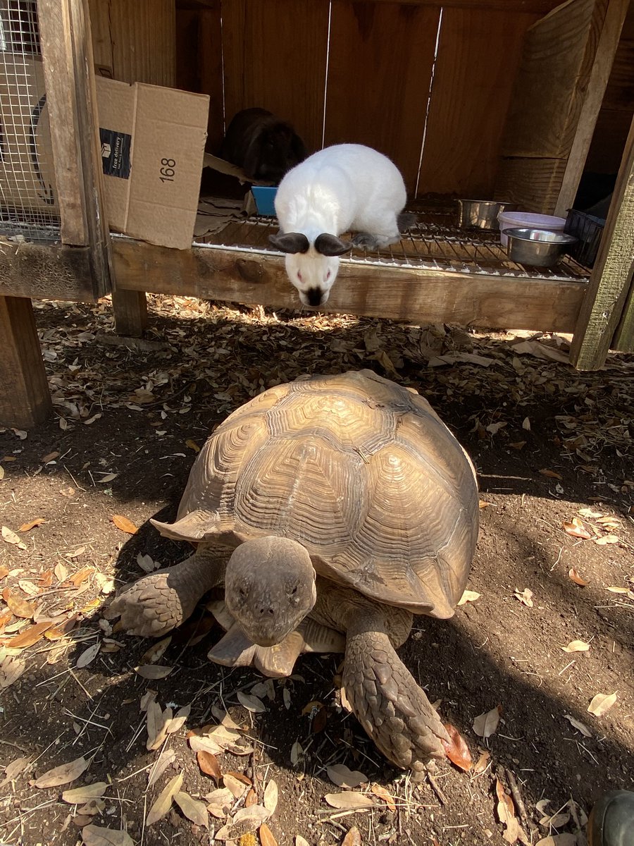 FluffyBottomsFarm tweet media