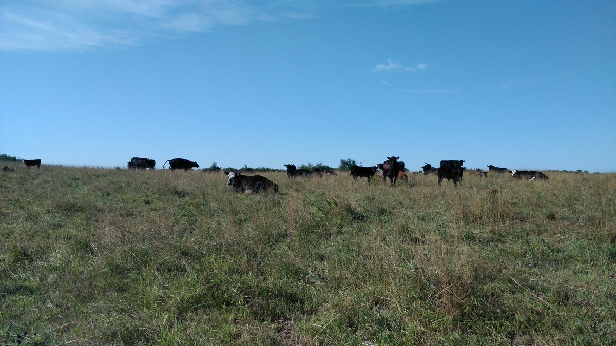 Journal of Environmental Quality (@jenvironqual) on Twitter photo A new study in JEQ suggests management practices that target vegetation, including harvesting and short-term autumn grazing, may reduce P loss during the snowmelt period
@Alex_koiter <a href="/BU_Geog/">BU_Geography</a> <a href="/BrandonUni/">Brandon University</a> <a href="/MBBeefandForage/">Manitoba Beef & Forage Initiatives</a> <a href="/MB_Watersheds/">Manitoba Association of Watersheds</a>
Read for free here: doi.org/10.1002/jeq2.7… A new study in JEQ suggests management practices that target vegetation, including harvesting and short-term autumn grazing, may reduce P loss during the snowmelt period
@Alex_koiter <a href="/BU_Geog/">BU_Geography</a> <a href="/BrandonUni/">Brandon University</a> <a href="/MBBeefandForage/">Manitoba Beef & Forage Initiatives</a> <a href="/MB_Watersheds/">Manitoba Association of Watersheds</a>
Read for free here: doi.org/10.1002/jeq2.7…
