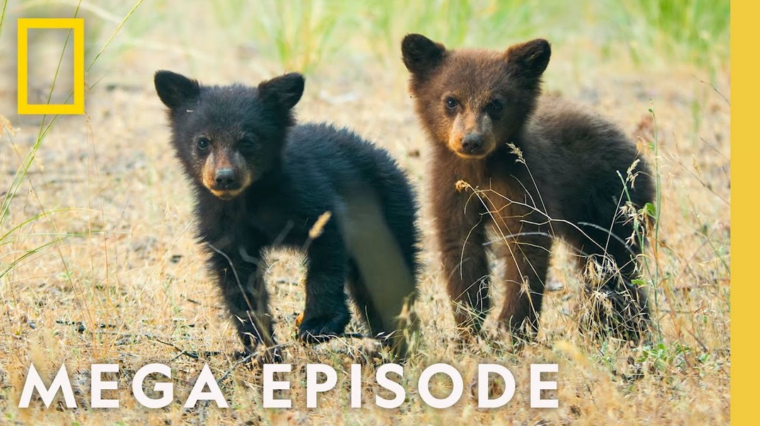 The Wonder of America's National Parks | Mega Episode Season 1 Full Episode
youtu.be/r10g5gERB04
#NationalGeographic #Replay #NationalPark #Earth #USA #Travel #Trips #Vacation #Adventure #TravelVideo #Photography #Tour #Voyage #Adventure #RoadTrip #Nature