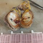 Photo by Dr Aygün Yörükoğlu (@pathologistAy)