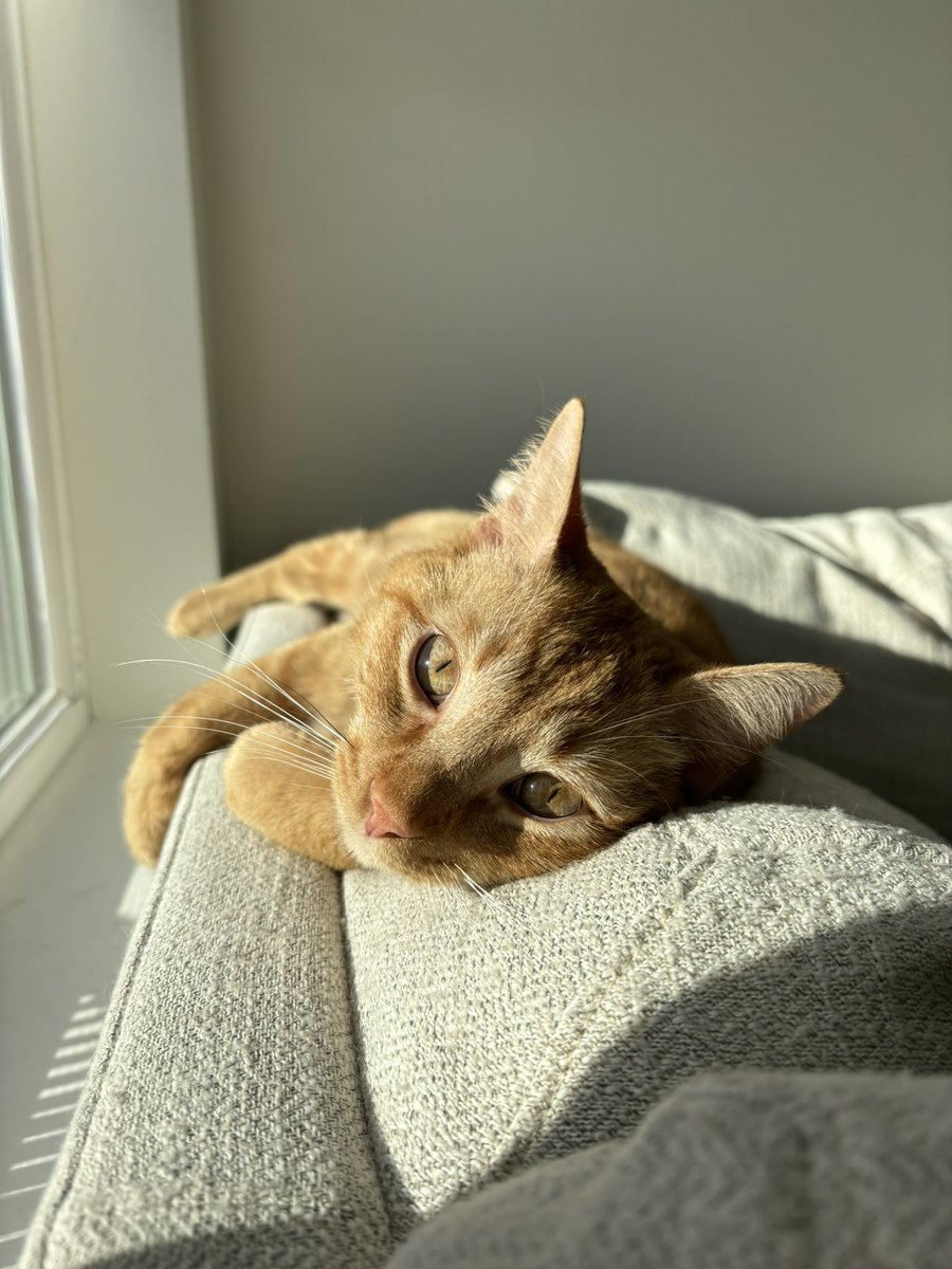 AbbysWalk's tweet photo. everyone say happy 1st birthday mac!! https://t.co/hwpYi2nC5f