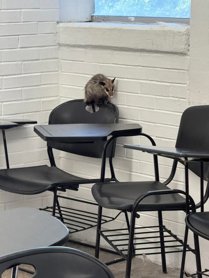 Out Of Context UNAM tweet media