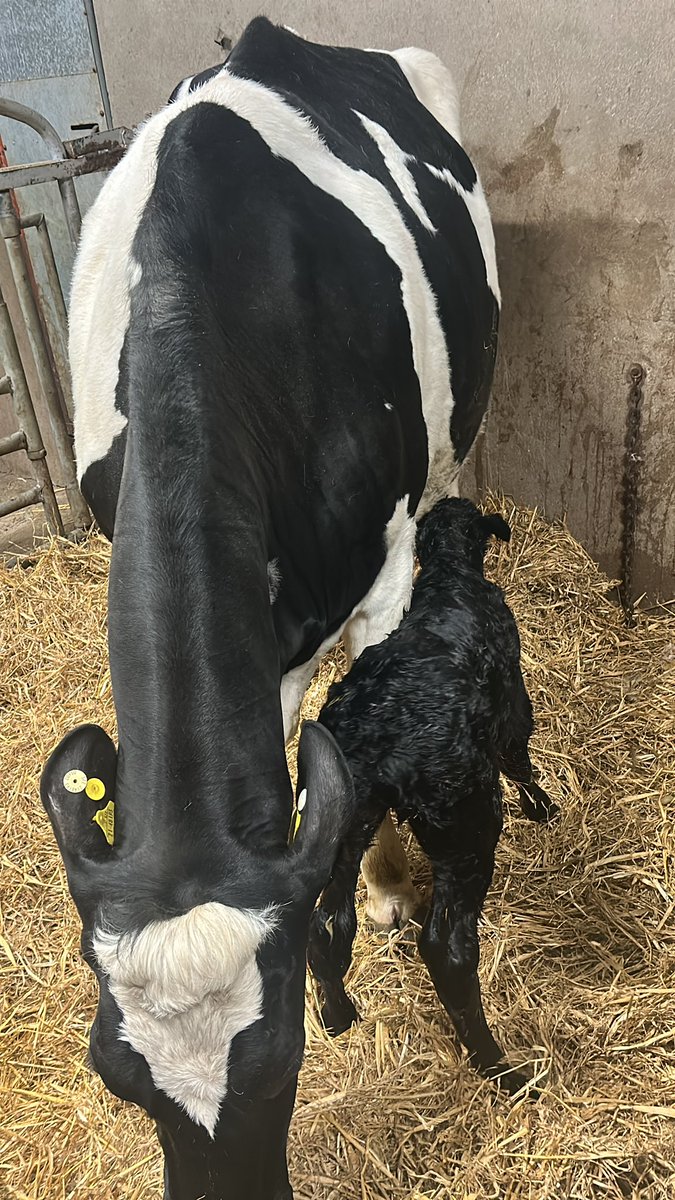 Calving ‘25 done and dusted