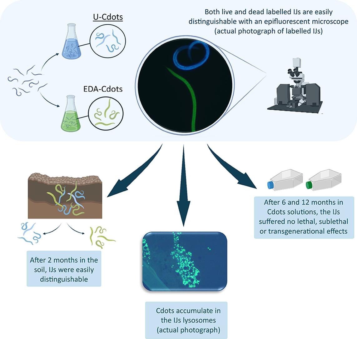 🧬✨ New paper out!
We found a simple, low-cost way to label EPN with carbon quantum dots — making them glow for months with no harm to the worms.

This opens up new ways to study how tiny soil worms move, interact &amp; shape ecosystems.

📖 Free access  authors.elsevier.com/c/1kq0t534QArL3