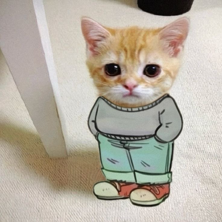 Bone Cat 🐱 tweet media