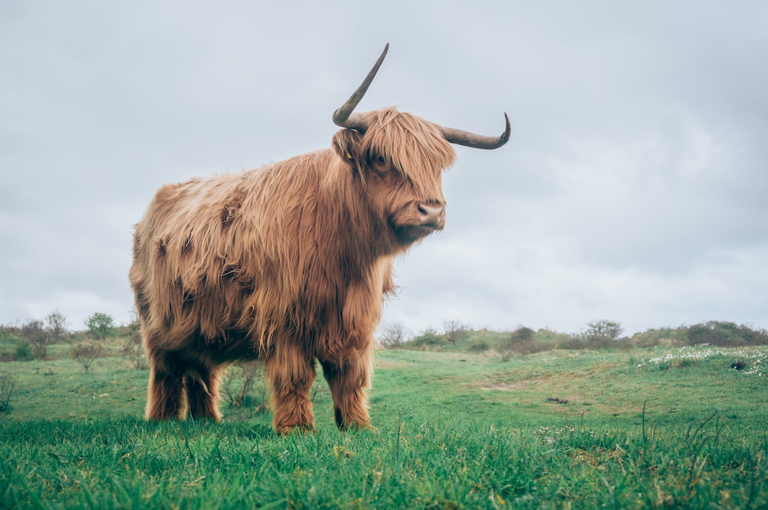 🎶 Oh ye’ll take the high road, and I’ll take the moo road… 🎶 

#Coosday #HighlandCoo #ClanMacFarlane #CooGoals