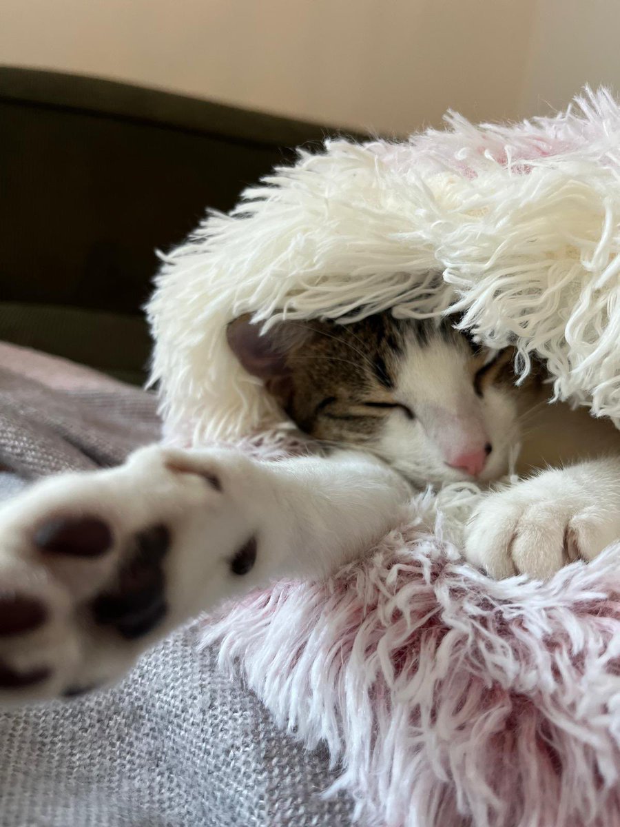 After a couple of disrupted flu weeks, back on the train in a big way in the last week. Boxes ticked, and feeling more and more like Panko in my exhaustion
#marathon #marathontraining #londonmarathon #running #cat