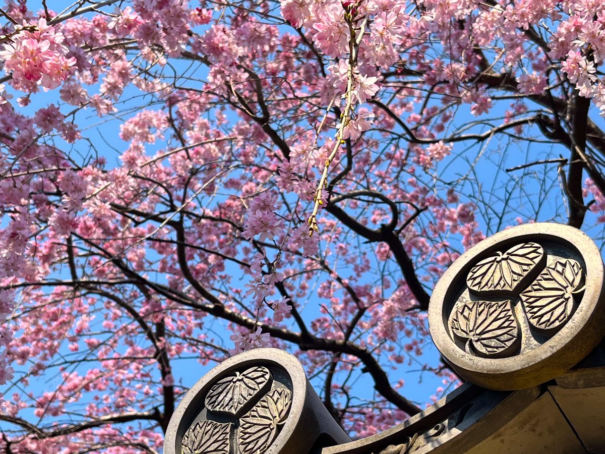 falcon82801212's tweet image. #326の日  #P3C  #桜開花
(〃^▽^)ノﾞおはよーございます♪  3月26日💫 ✈︎✈︎シリアルNo326と327番（明日用）😆と 咲き始めた🌸さんᕷ⋆͛*͛ 今日も宜しくお願いします✨🙋‍♀️