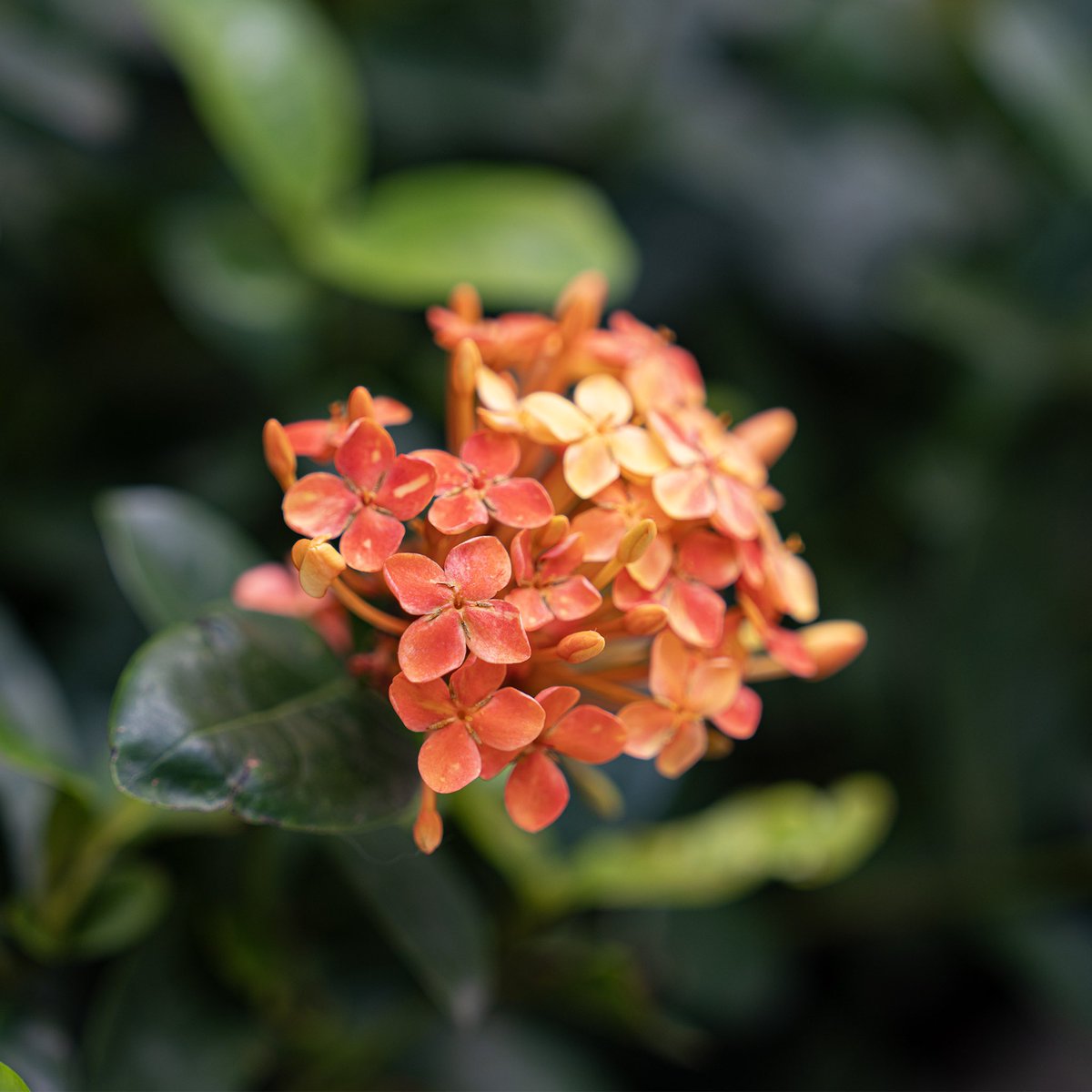 SMNDesign tweet media