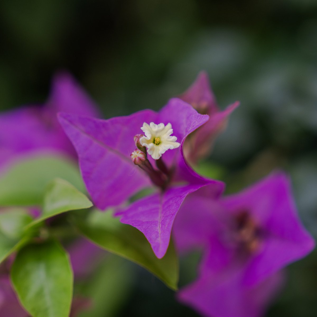 SMNDesign tweet media