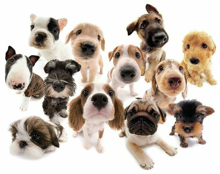 my gang
