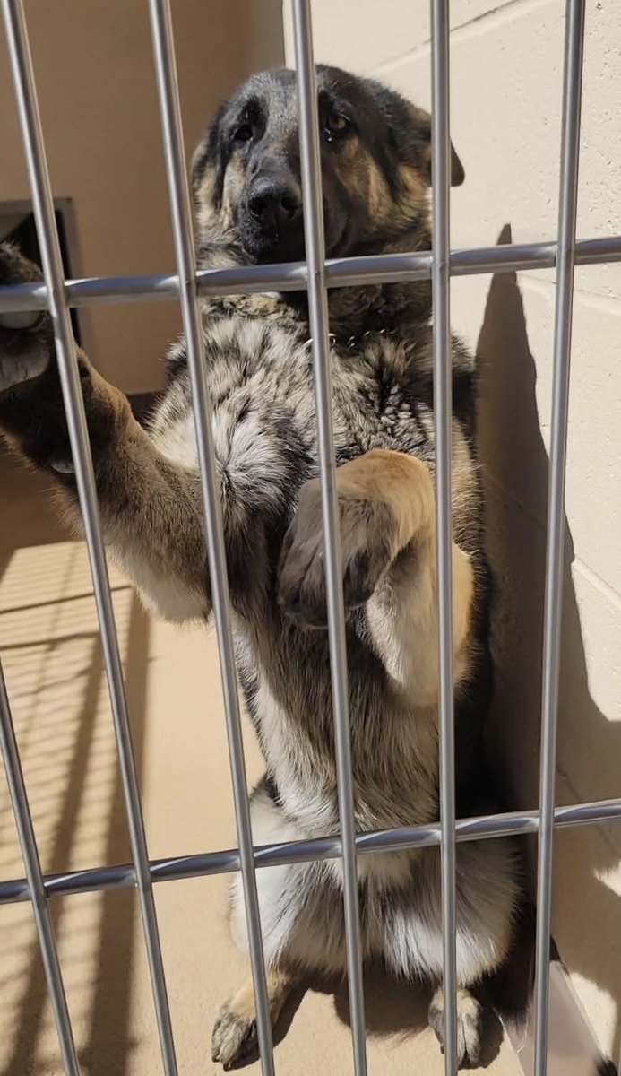 TomJumboGrumbo's tweet photo. Described as 'an angel,' sweet Darby #249687 is just a year old—and already, she’s been placed on the euthanasia list in Apple Valley CA. This loving pup is begging for a chance and would make a wonderful addition to any family. She deserves a future, not a tragic ending. Please help us save her! Repost/share and pledge if you can. If you’re able to help, email keitholbermanndogs@gmail.com. Thank you.
https://t.co/KHWU7xnmV1