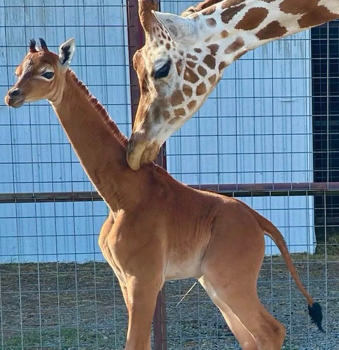 A rare spot-less giraffe has been born at a Tennessee zoo. It is believed to be the only known solid-colored reticulated giraffe in the world.