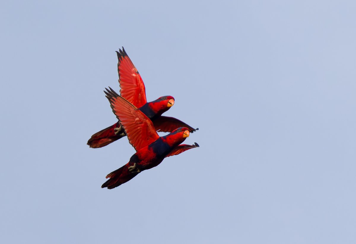 Red-and-blue Lory - this spectacular parrot was seen very well on Talaud, to the NE of Sulawesi in December.     You never seem to run out of new birds in Indonesia! <a href="/Khalebyordan/">Khaleb Yordan</a> <a href="/BirdtourAsia/">James Eaton</a>