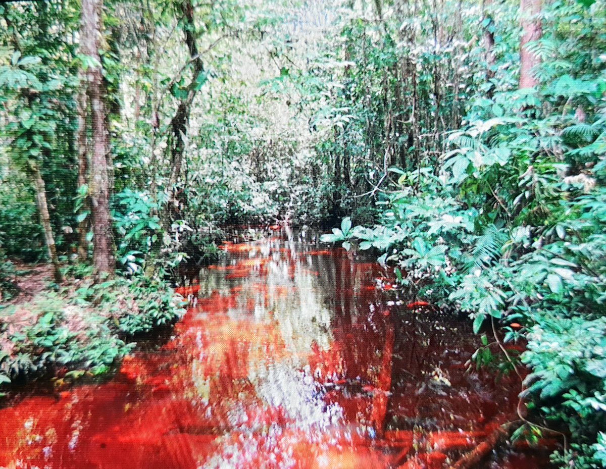 El ultima dia en Mitu. Long days in the sultry heat of terra firma &amp; white sand forests where rivers run the colour of Yorkshire Tea. A multitude of Quetzals, barbets toucanets and 30+ spp. of Ant "thingies". My favourite moment was a Rufous Potoo ♥️ to Monica a la Hotel Brazilia
