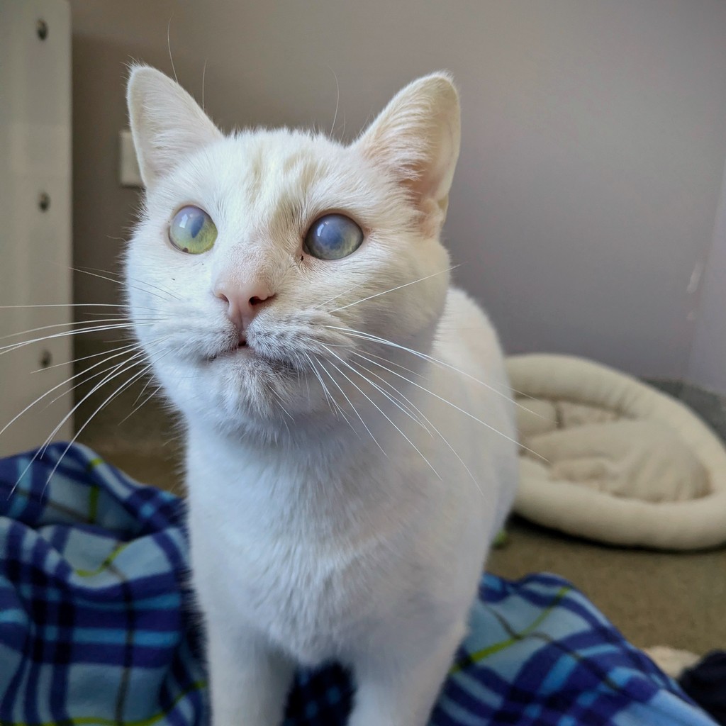 TreeHouseCats's tweet photo. #NICECATS OF THE WEEK: DOVE & PRINCE ✔️👍️
Look how good they're being on our adoption floor!
#NAUGHTYCAT OF THE WEEK: MASHUMARO ❌️👎️
Someone's been nosey... Trying to get into other kitties' houses. 🤣
#TreeHouseCats #Adopt #Cats #Chicago https://t.co/nSaiSSzIQs