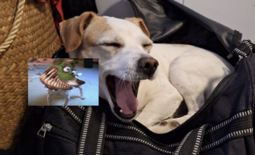 Martin Smest Hansen tweet media