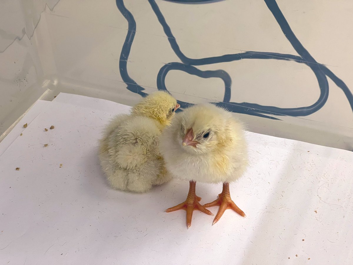 Ellen Sorokin Hayes tweet media