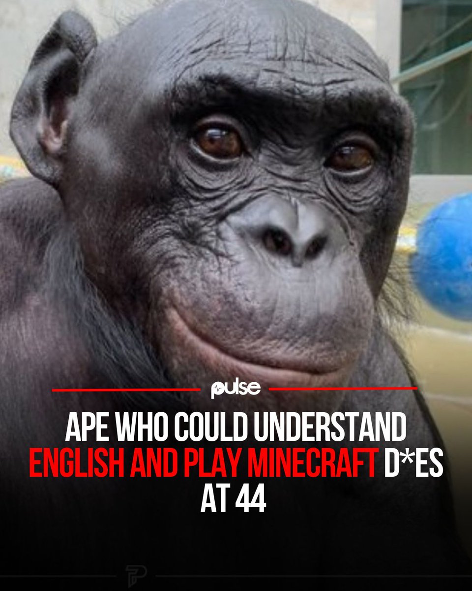 Kanzi, a highly intelligent male bonobo known for his advanced language skills, has died at 44, according to the Ape Initiative in Des Moines, Iowa, where he has lived since 2004.

Born in Atlanta, he learned to communicate using lexigrams as an infant, surprising researchers by