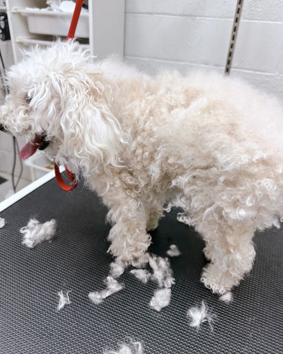 FacesofChaChas's tweet image. Jasper's transFURmation shows how much lighter and more comfortable a dog feels after having any mats or tangles removed. Just look at that smile! 😛 Schedule regular grooming appointments to keep your pup feeling their best.

#doggrooming #eastsac #groomingsalon #doghaircut