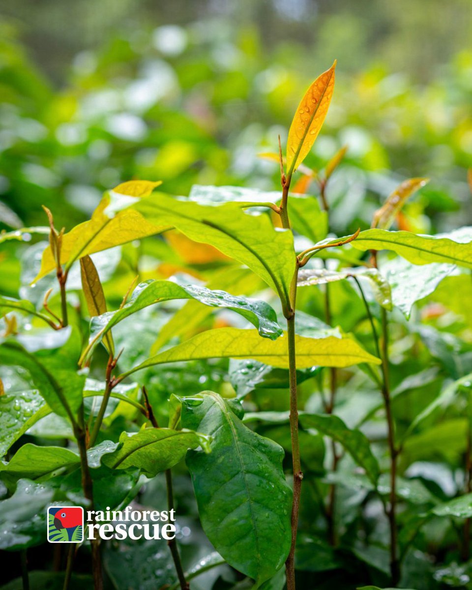 RFR_AU's tweet image. 💚 #TreesAreTheAnswer 💚

🌱 Join us at our 2025 Annual Community #TreePlanting Day: rainforestrescue.org.au/2025-planting

💚 Read more about NightWings online: rainforestrescue.org.au/projects/night…

📷️: Martin Stringer &amp;amp; Emily Silverstone