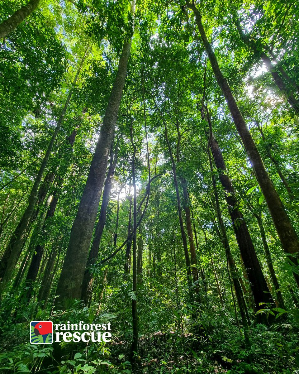 RFR_AU's tweet image. 💚 #TreesAreTheAnswer 💚

🌱 Join us at our 2025 Annual Community #TreePlanting Day: rainforestrescue.org.au/2025-planting

💚 Read more about NightWings online: rainforestrescue.org.au/projects/night…

📷️: Martin Stringer &amp;amp; Emily Silverstone