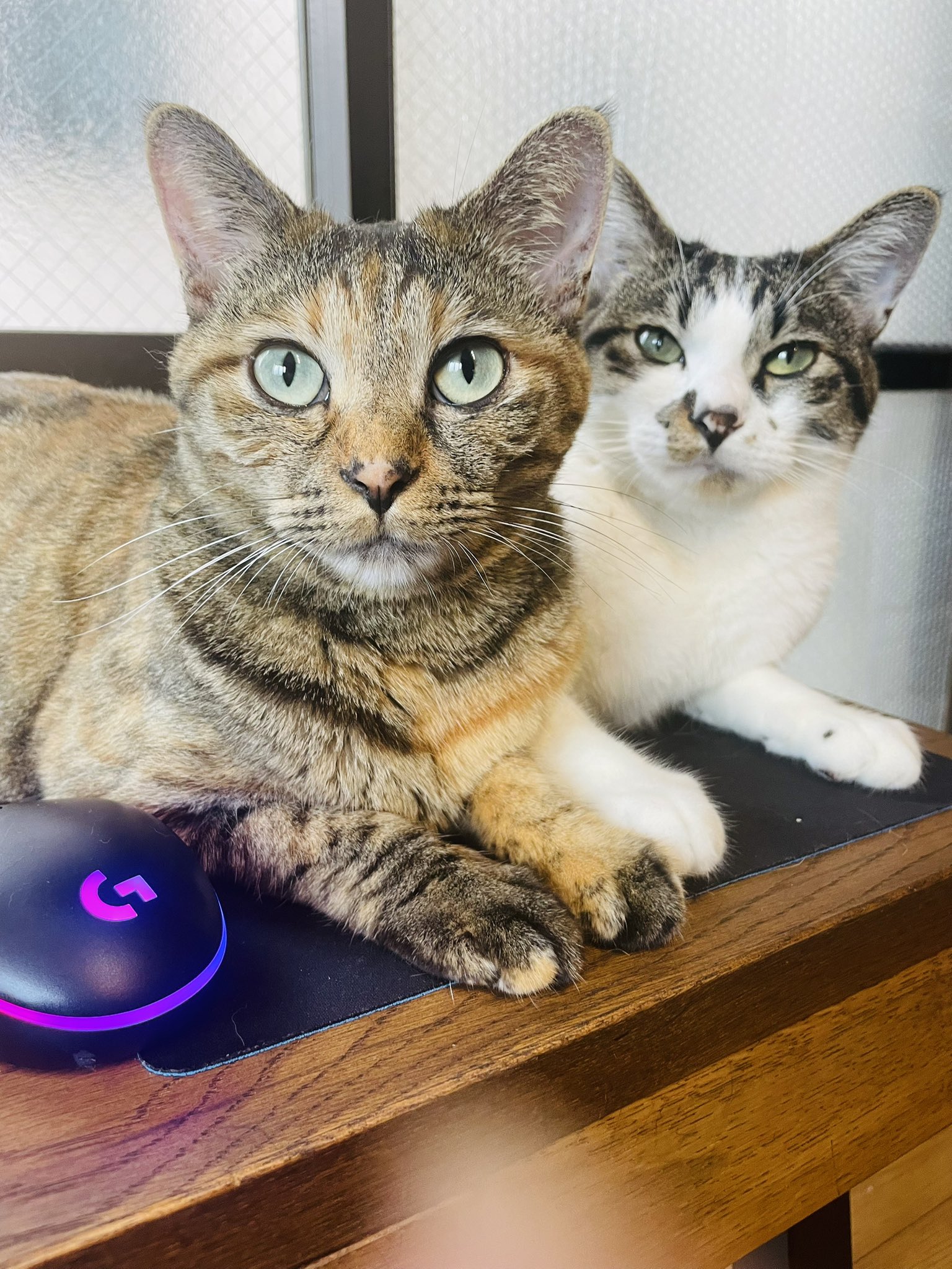 人気アイテムランキング(新品)  あや(Aya_co)🎧 X / (@aya_co_withcats) その他