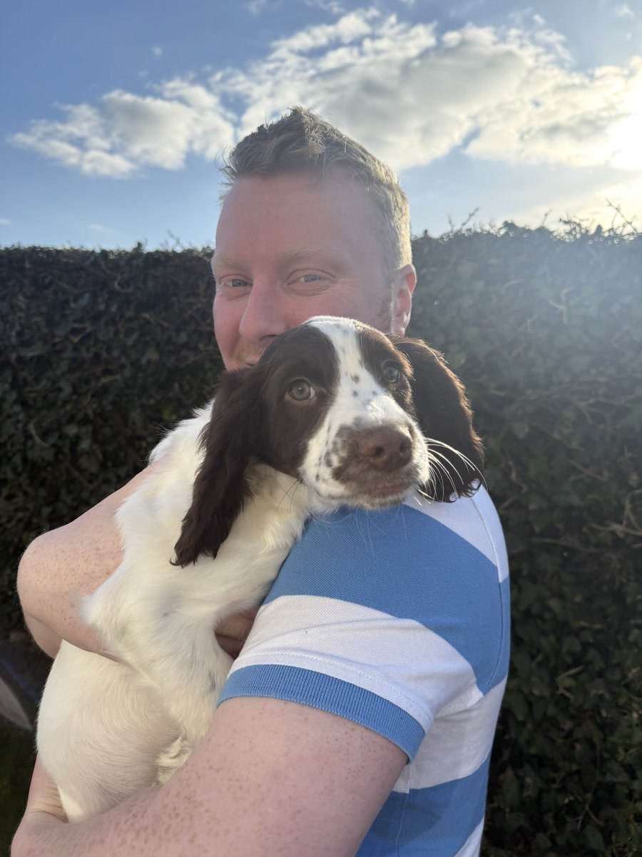 Ronan_Sharkey's tweet photo. Meet Sadie⦠the new addition to the team! #dogsathome #springerspaniel https://t.co/SU3BEppcq9