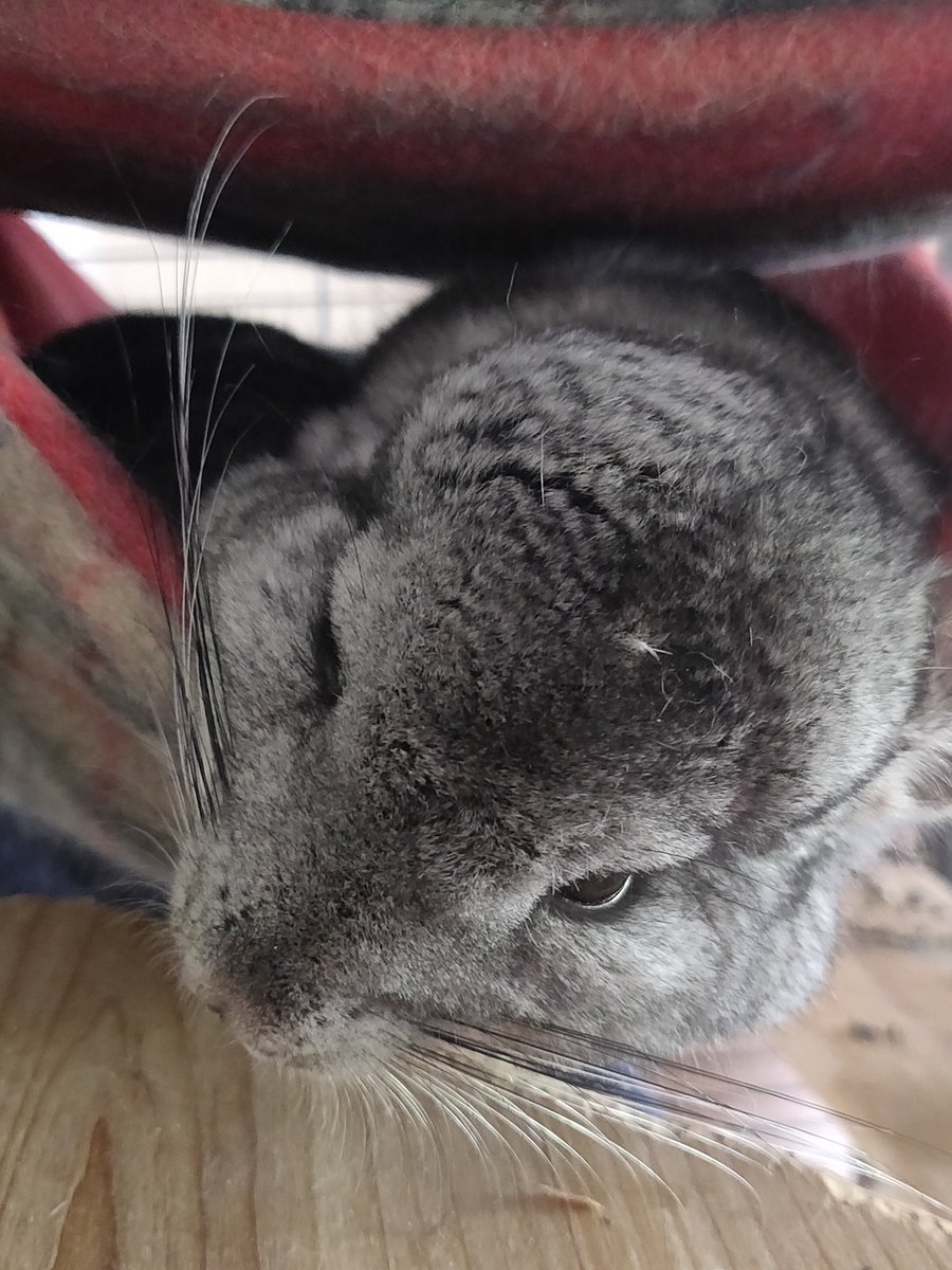 nynso_rose - twitch/youtube creator tweet media