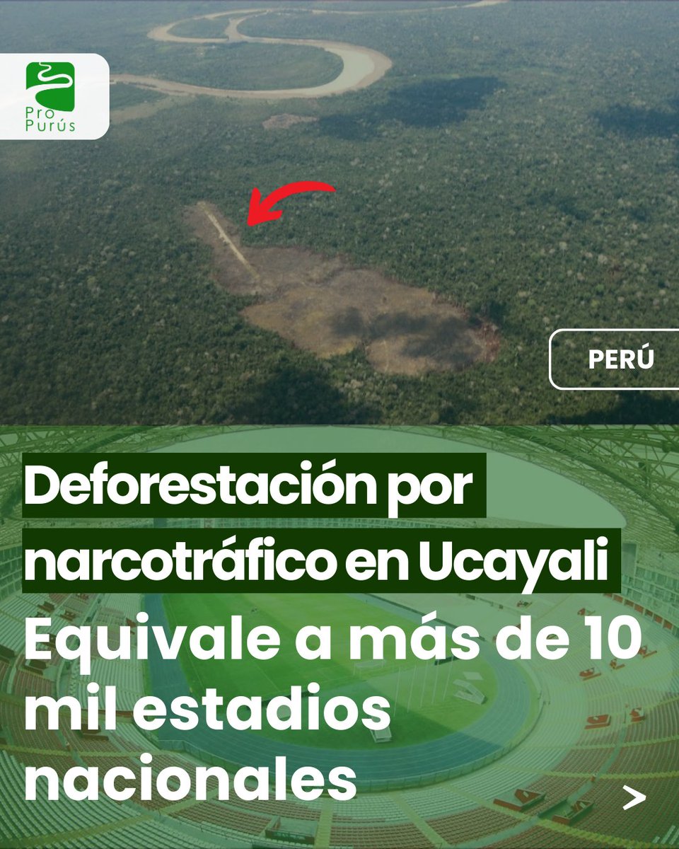 ProPurús tweet media