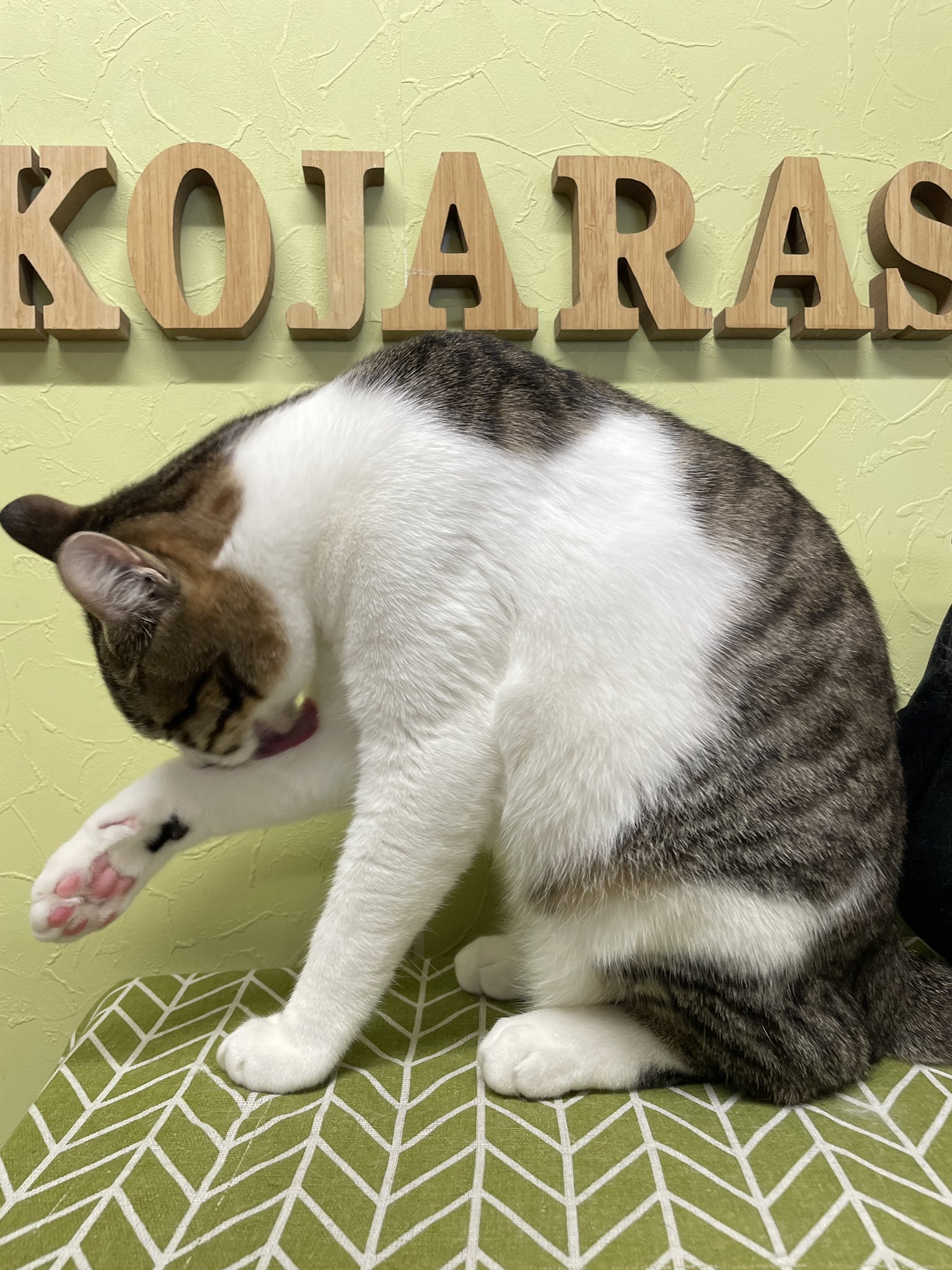 猫じゃらし様♡ありがとうございます♡ 猫じゃらし on X: 