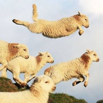 sheepdaily_twt's tweet photo. Weeeee https://t.co/4pmvYf365q