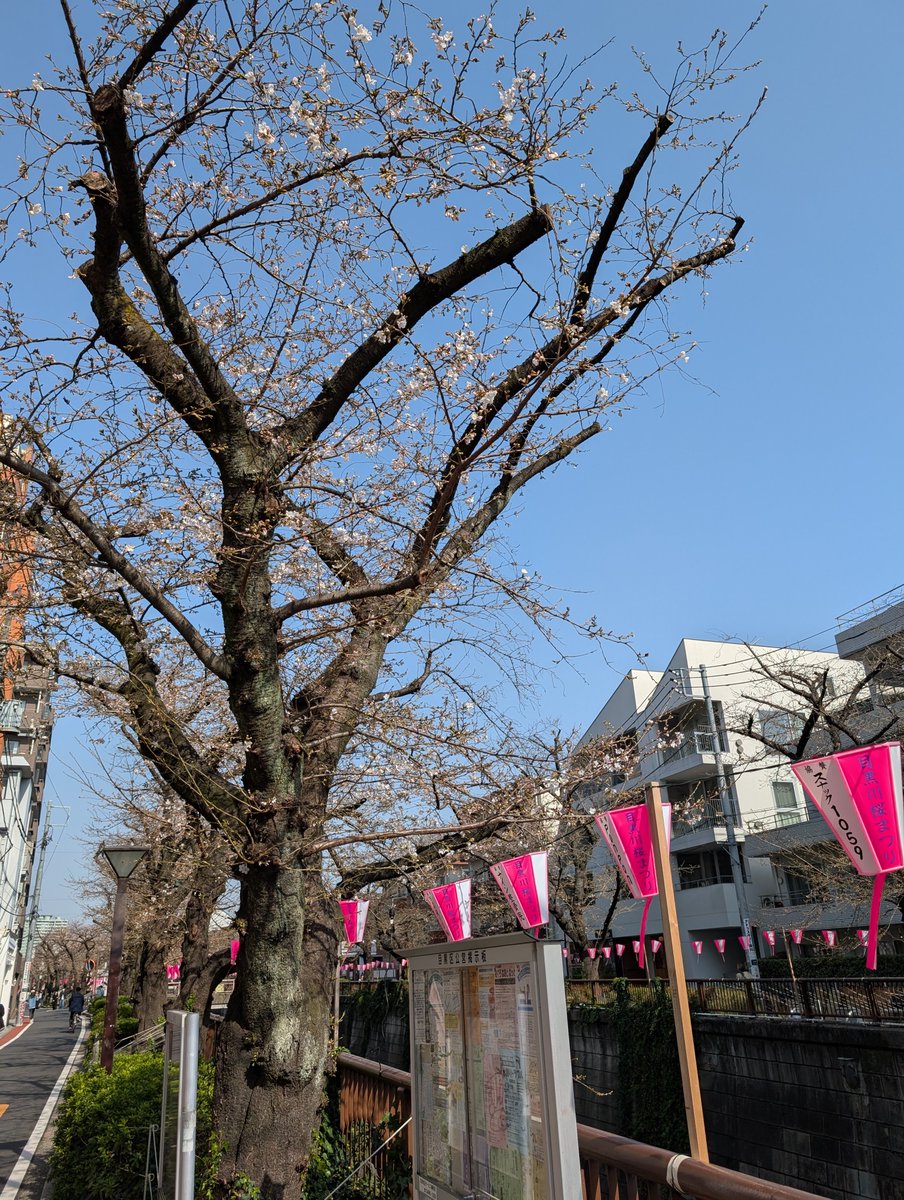 apartnerhonbu's tweet photo. 🌸🌸🌸🌸🌸🌸🌸🌸🌸🌸
アパートナー本部＆中目黒店近くの目黒川沿い、桜の様子です！

桜まだポツポツと咲いているだけですが、今日が夏のように暖かいので一気に満開になるかも？

🌸🌸🌸🌸🌸🌸🌸🌸🌸🌸 https://t.co/KI02DFCQbU