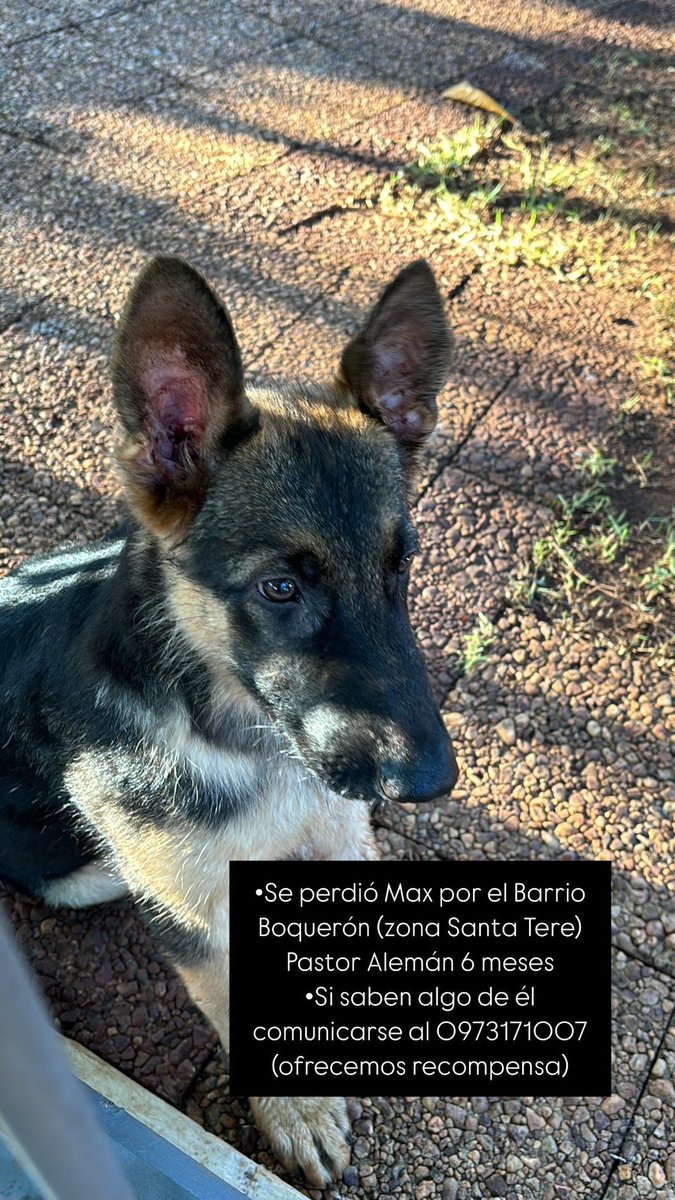 majobenitezr (@majobenitezr) on Twitter photo 