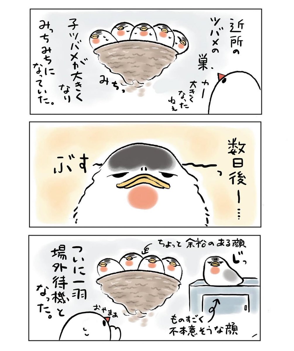 不定期佐渡日記(再掲)
そろそろ燕の季節です🐧 