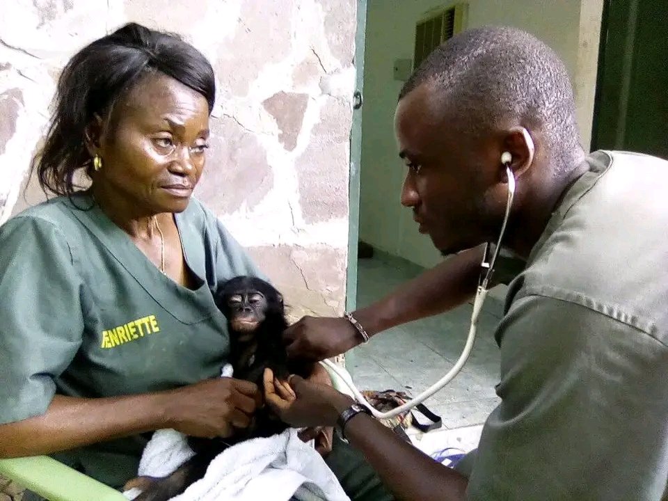 Dr. Paulin Mungongo (@mungongo8) on Twitter photo Un immense merci <a href="/Lola_ya_Bonobo/">Friends of Bonobos</a> d'avoir cru en nous, malgré notre manque d’expérience à nos débuts venant fraîchement de finir les études. Grâce à vous, nous avons grandi, appris et évolué, jusqu’à devenir aujourd'hui expert en faune sauvage dont l' expertise profite aux autres Un immense merci <a href="/Lola_ya_Bonobo/">Friends of Bonobos</a> d'avoir cru en nous, malgré notre manque d’expérience à nos débuts venant fraîchement de finir les études. Grâce à vous, nous avons grandi, appris et évolué, jusqu’à devenir aujourd'hui expert en faune sauvage dont l' expertise profite aux autres