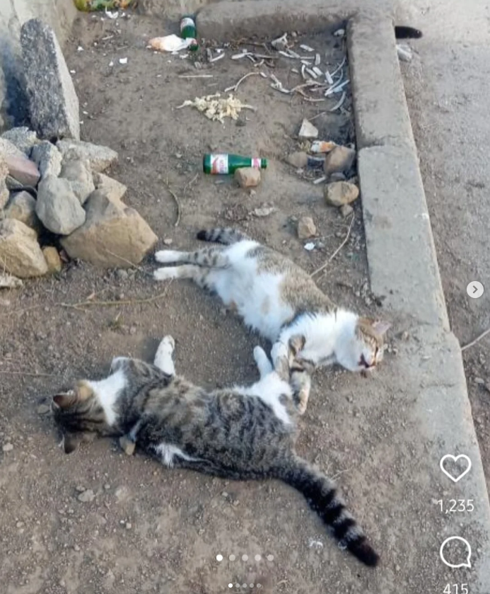 30Cynmil's tweet photo. Animal massacre in Turkey is a genocide! We demand justice and protection for all living beings! #AnimalGenocideTurkey #Turkey #BoycottTurkey @Animaljustice @AdhikaPrapti @JoeyCarbstrong https://t.co/PIQYoqJHEP