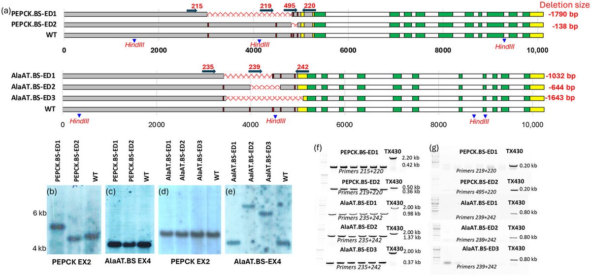 James Schnable (@szintri) on Twitter photo Did you know corn actually used two different C4 metabolitic pathways? <a href="/TruyenQuac32964/">Truyen Quach</a> uses gene editing to promoter base in vivo, characterizing the noncoding sequences regulating enzymes specific to the PCK C4 pathway in maize. Did you know corn actually used two different C4 metabolitic pathways? <a href="/TruyenQuac32964/">Truyen Quach</a> uses gene editing to promoter base in vivo, characterizing the noncoding sequences regulating enzymes specific to the PCK C4 pathway in maize.