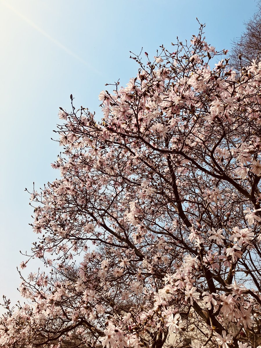 design_kenken's tweet image. 近くの公園の桜が咲いてました🌸😊
春ですねー、一年早すぎ😅