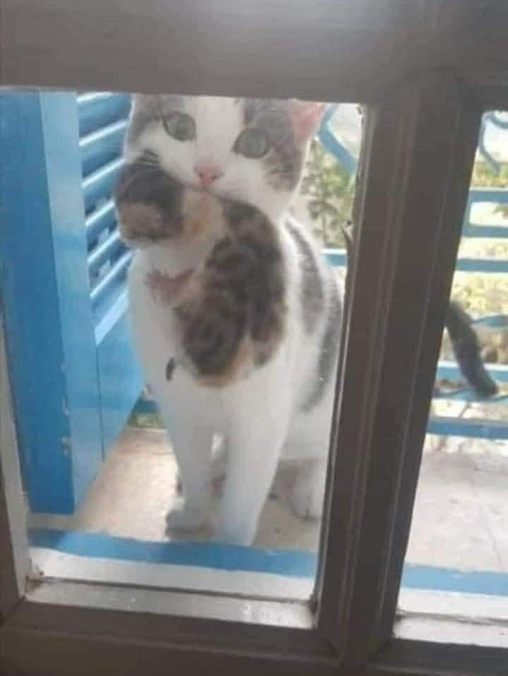 Esta gata estaba embarazada y le ponía comida debajo del balcón todos los días.
Desapareció hace una semana,
y hoy ha venido a mostrarme a su hijita