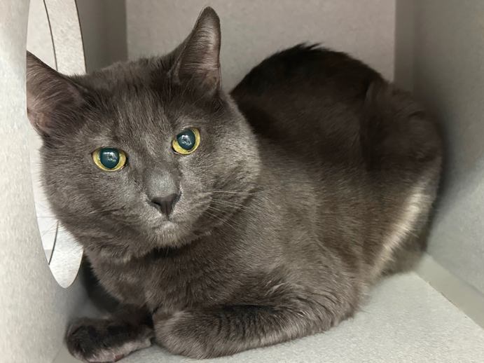 NYCDEATHROWCATS's tweet photo. We know for sure their are at least 8 cats listed tonight that we posted to the wall. The list that appears on the ARL doesn't seem to have been updated. https://t.co/Rt2PL8RaPy https://t.co/krGgsGq97p