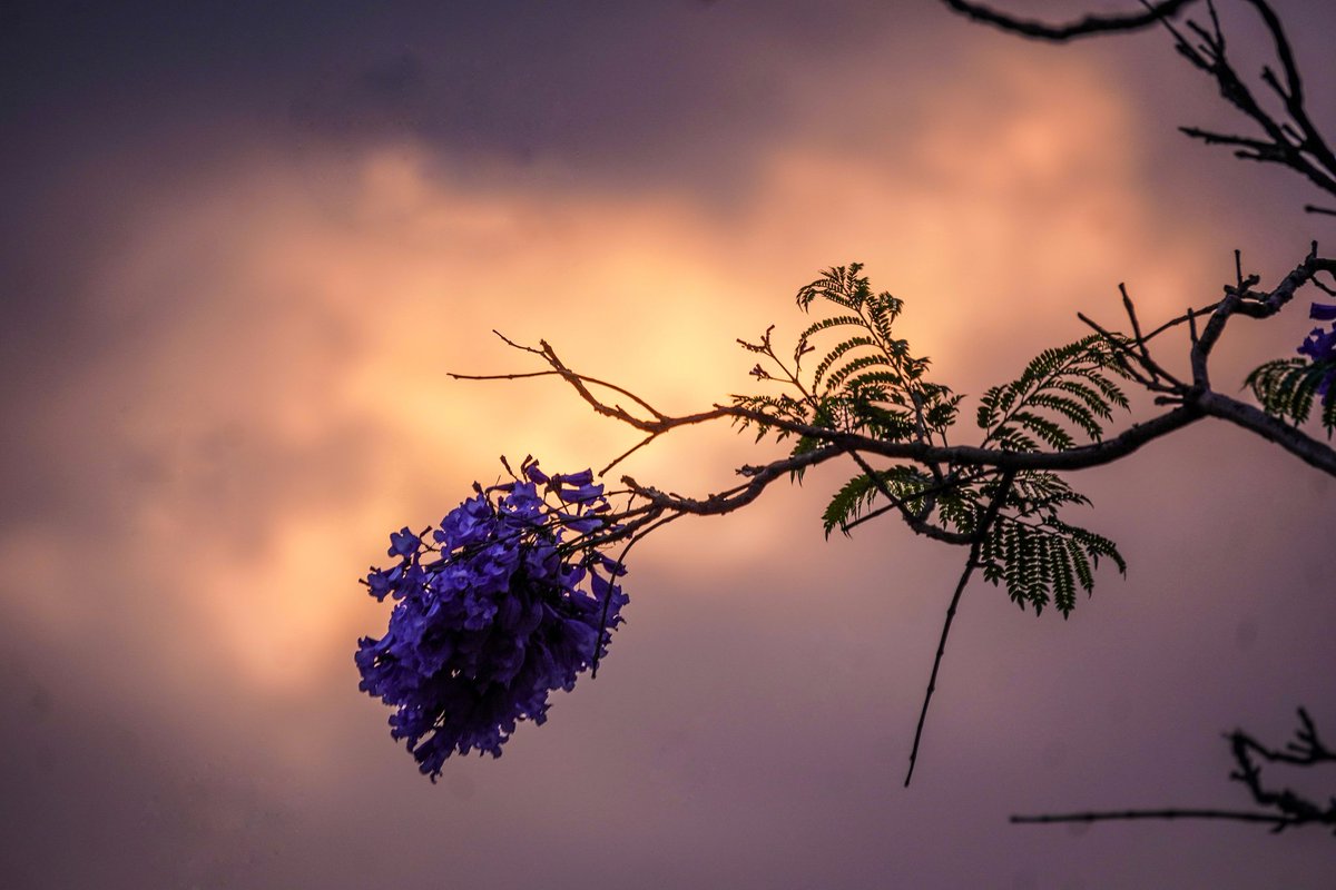 Ricardo Castelan tweet media