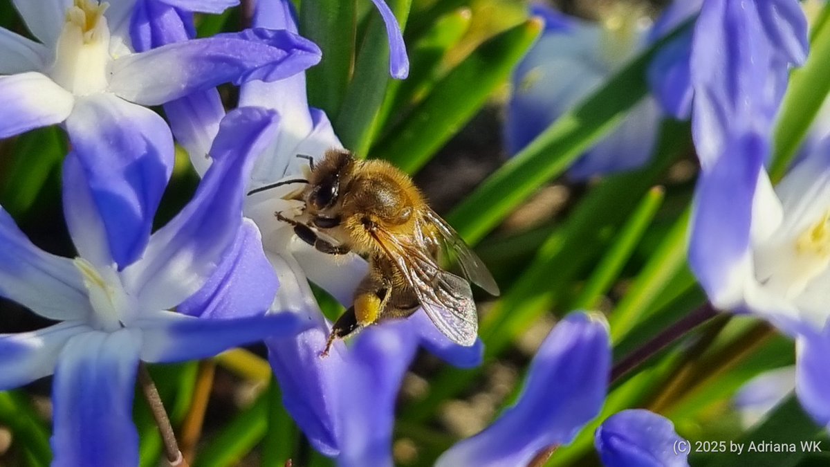 77AdrianaWK's tweet photo. #InsectTuesday https://t.co/Q9Q6YqicAc