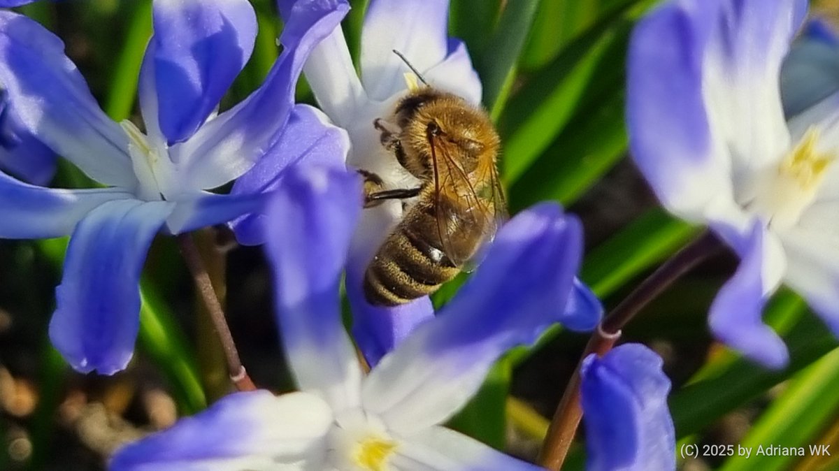 77AdrianaWK's tweet photo. #InsectTuesday https://t.co/Q9Q6YqicAc