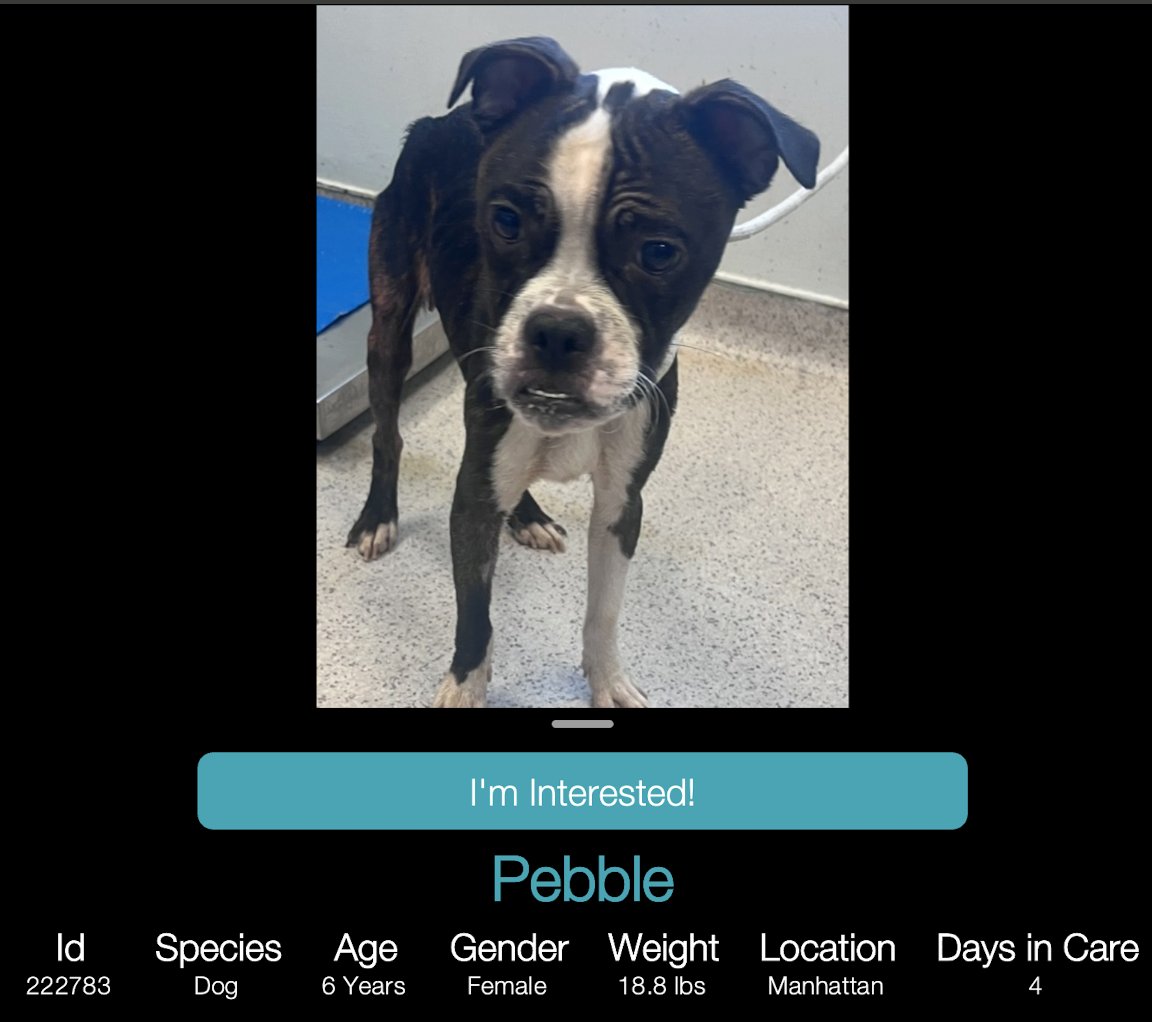 CharBolen's tweet photo. PEBBLE #222783 #NYCACC ⚠️ EMERGENCY PLEA 
THIS PRECIOUS GIRL IS STARVED ABANDONED 
ABUSED NEGLECTED😭 SHE WEIGHS JUST 18LBS!
SHE NEEDS A MEDICAL RESCUE ASAP PLEASE 🙏 
PLEASE PLEDGE FOR HER MEDICAL CARE ⚠️ 
#ADOPY
#FOSTER⚠️
#RESCUE⚠️ NEEDED ⚠️ 
#Pledge4Rescue please retweet ⚠️⚠️ https://t.co/3grTQb84gS