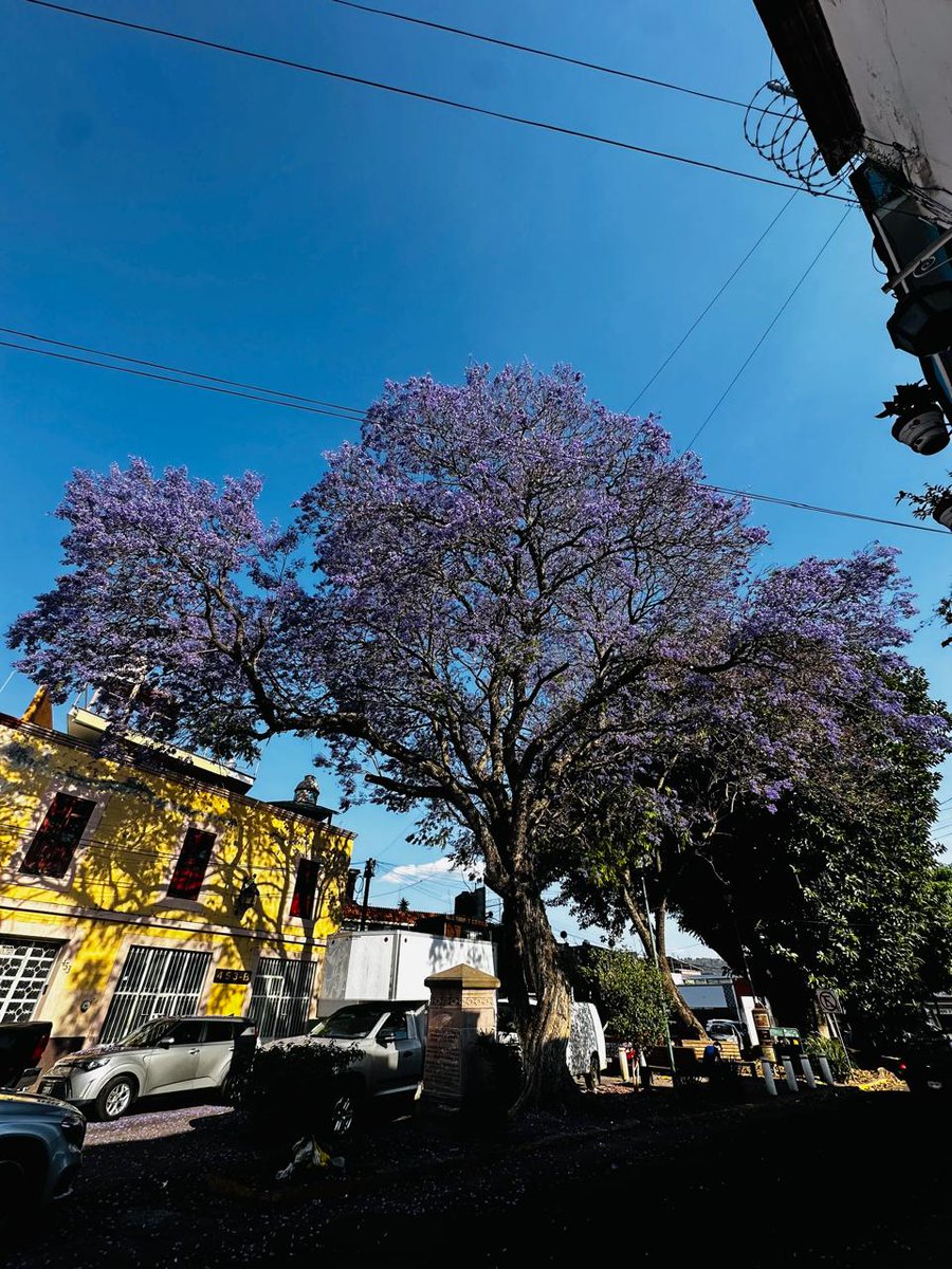 michangoonga's tweet photo. Una de las jacarandas más bonitas de #Morelia, se encuentra en la calle Juan José de Lejarza, en el Centro Histórico ¿La has visto? 💜 https://t.co/wTvso8KEUP