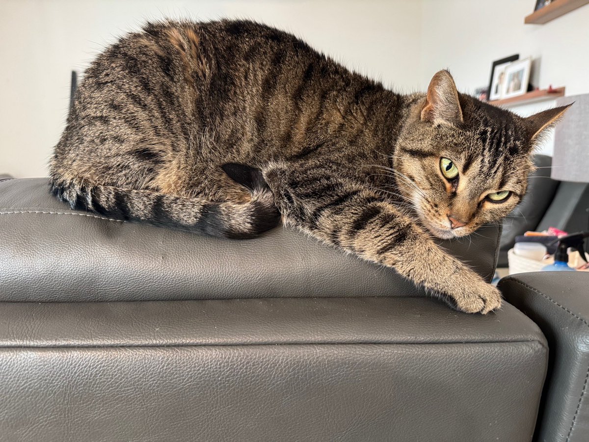 Hi, my name is Adoptable Strawberry. 

If you are a person who is perpetually  unimpressed with everything and everyone, but is completely dedicated to your favourite humans, I am your spirit animal. 🥺🥺

I love attention and people, but on my terms. People tell me I’d be
