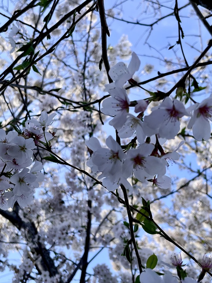 How many years have I posted my annual cherry blossom pics?  I forget.